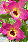 Den.OrientalWind'RedMoon'