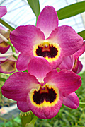 Den.'Brava'