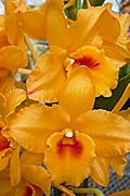 Den.'Orange Jewel'