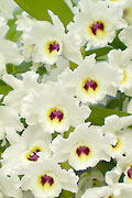 Den.Medalist'Mikado'