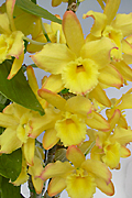 Den.OkayamaGold'Vega'