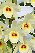 Den.'SpringEgg'